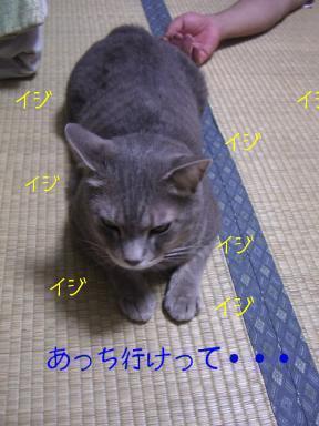 不機嫌たまちゃん