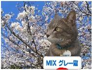 mixグレー猫