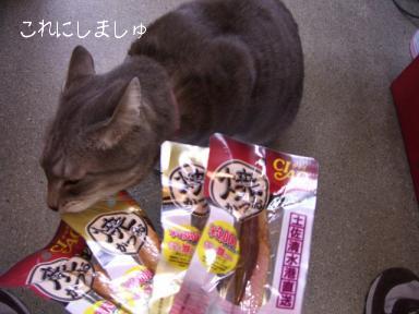 これにしましゅ