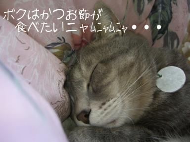 ﾑﾆｬﾑﾆｬﾑﾆｬ～