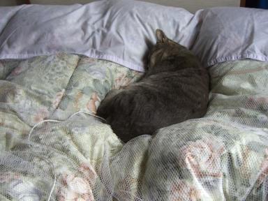 新年実家にて１