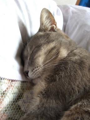 新年実家にて２