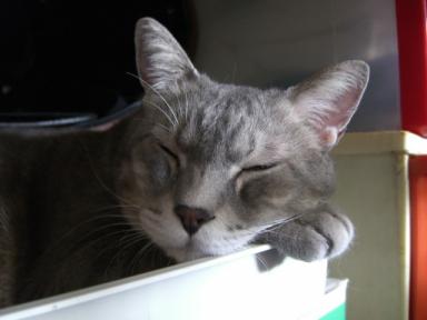 眠いニャ。。。