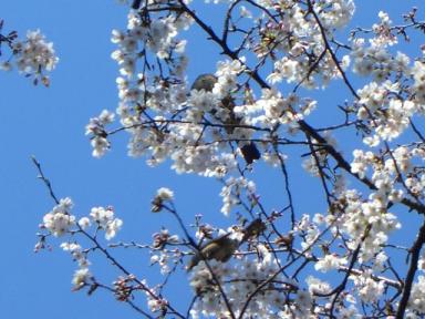 桜と野鳥