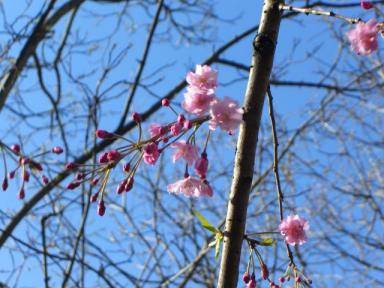 しだれ桜