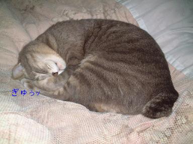 neko猫寝子