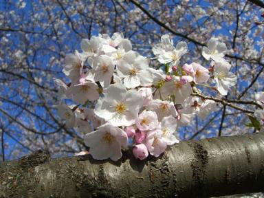 公園桜３