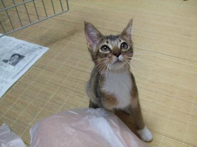 abi仔猫１