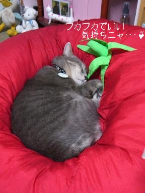 フカフカだニャ～♪