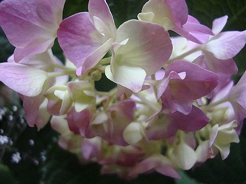 紫陽花　1