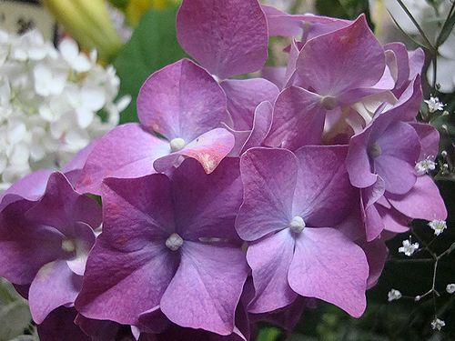 紫陽花　2