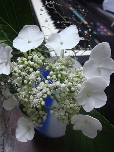 紫陽花　3