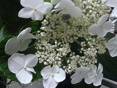紫陽花　4