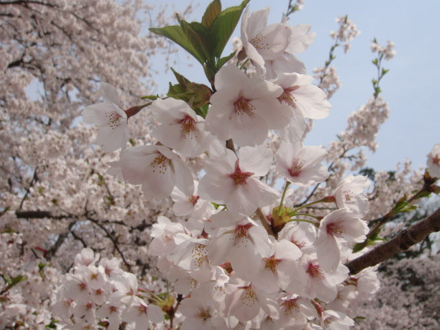 桜アップ