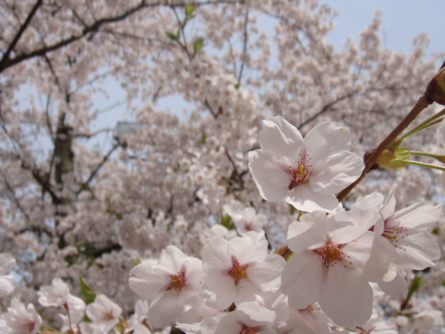 桜アップ