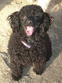 DSCF0327.JPG ramu shougatu.JPG