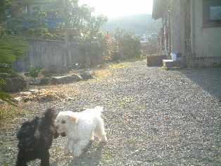 DSCF0326.JPG dogrun.JPG