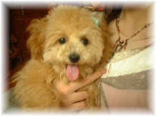 DSCF0394.JPG rokoko.jpg1.jpg