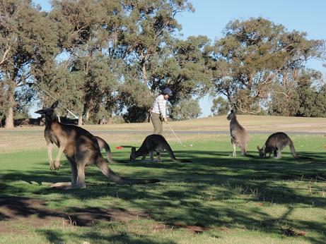 tea shot with kangaroo