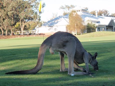 kangaroo on green