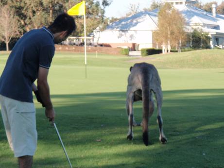 kangaroo on green2