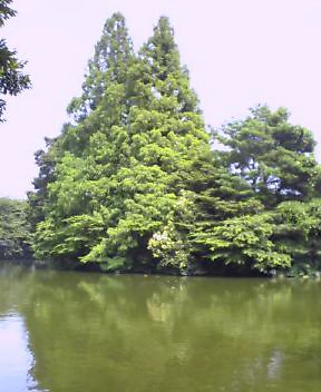 武蔵関公園２