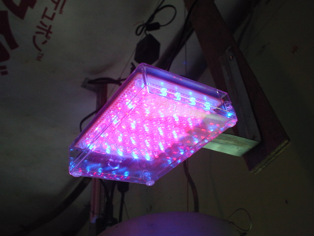 植物育成用LED