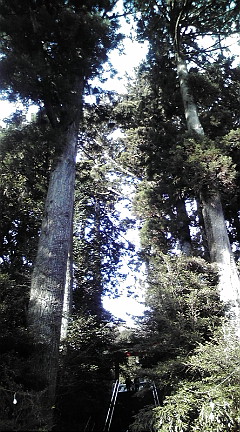 箱根神社09106-3.JPG