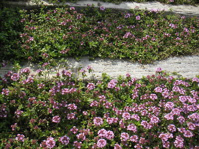 flower2