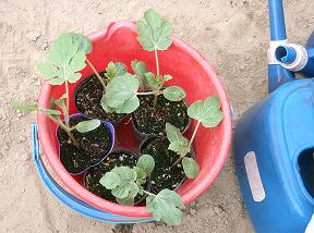 2007 may 05 すいか苗植え 005 copy rakuten.JPG