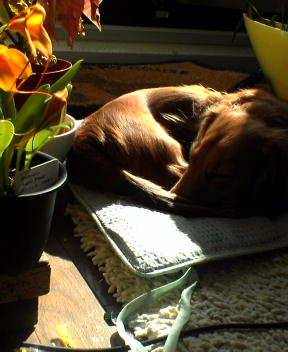 ひなたぼっこ◎