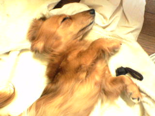 寝ても、しぇー。