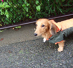 1023今日は雨合羽１.jpg