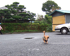 ちょっと走らせて見た、小石投げて。