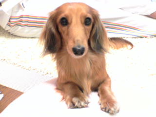 くれる？くれない？？