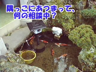 鯉のいる池