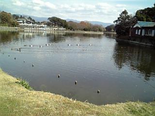 湖に鳥たちがいたよ　１９日.jpg