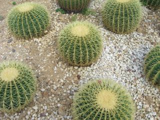 ☆大きなサボテン☆