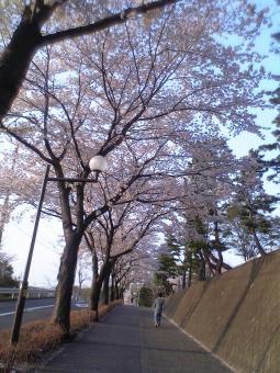 桜のトンネル