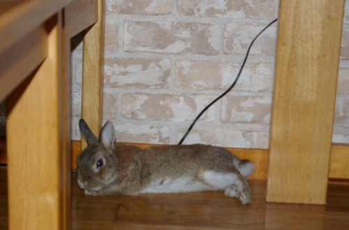 くつろいではいるけれど