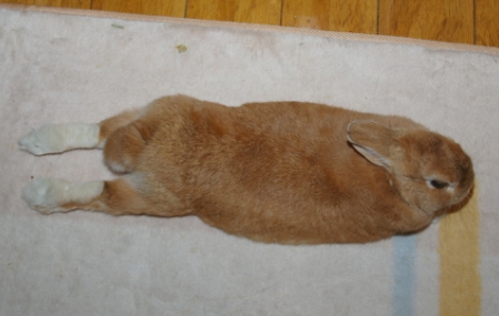 どべっとしよう