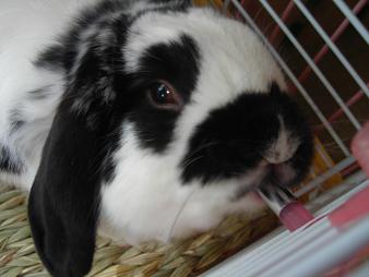 うまうまなのねぇ～