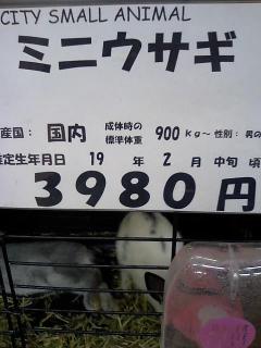 本当にミニウサギ？