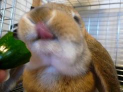 うんまい！