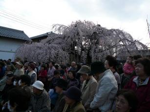 しだれ桜