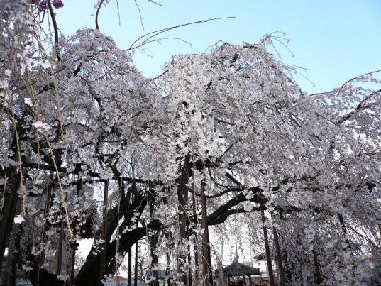 しだれ桜