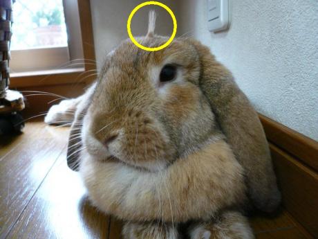 アンテナつき電波うさぎ!