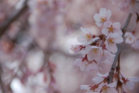 しだれ桜