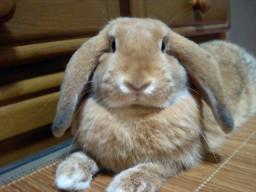 えっへん