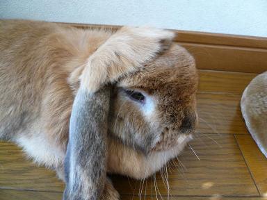 おかっぱ頭